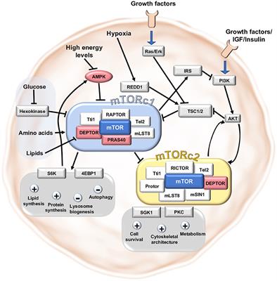 Modulation of mTOR Signaling in Cardiovascular Disease to Target Acute and Chronic Inflammation